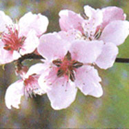 복사나무의 꽃